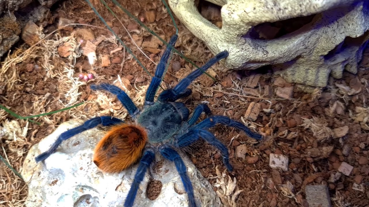 ,,Madona on the Rocks" Chromatopelma cyaneopubescens GBB Green Bottle Blue Tarantula feeding.