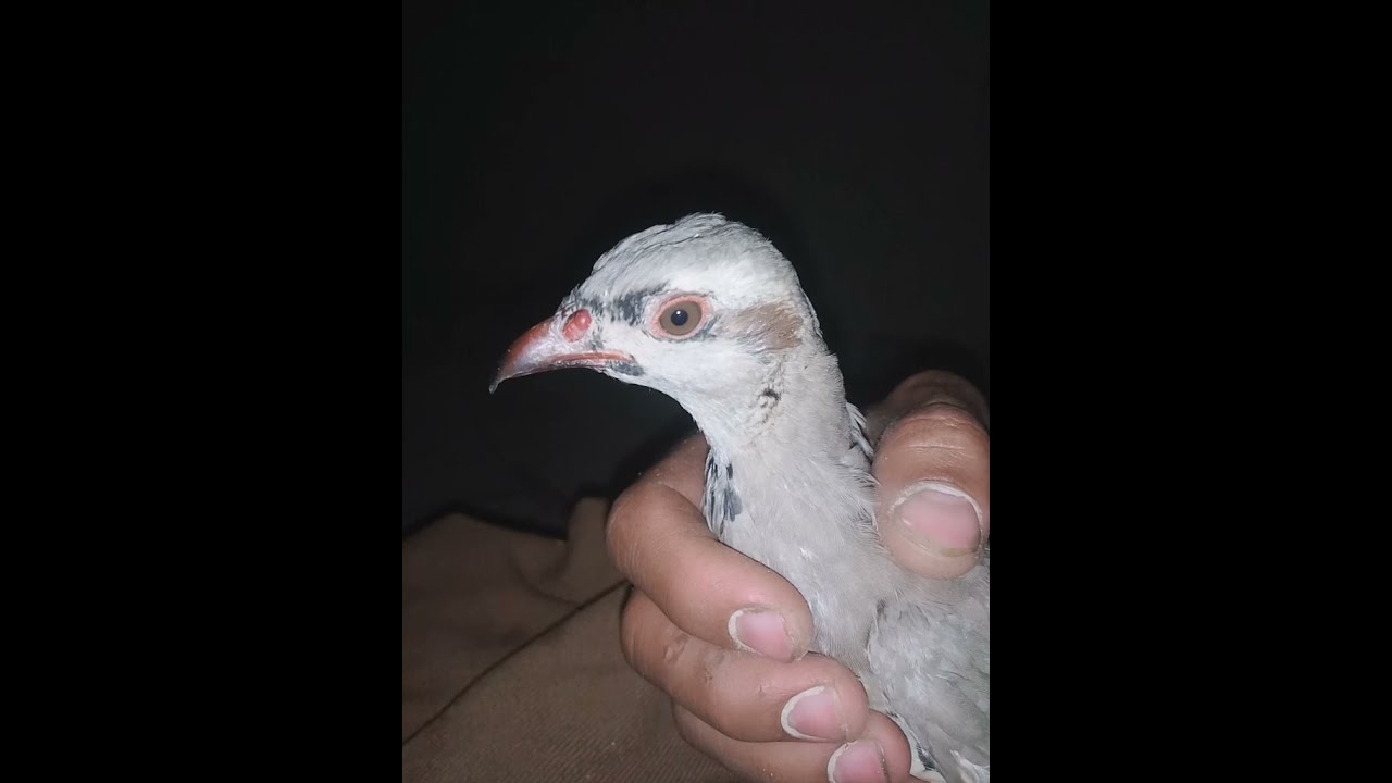 mara chakor k apna bacha ki new video voice awaz sounds bird. zma da khpil zirk da bachi video