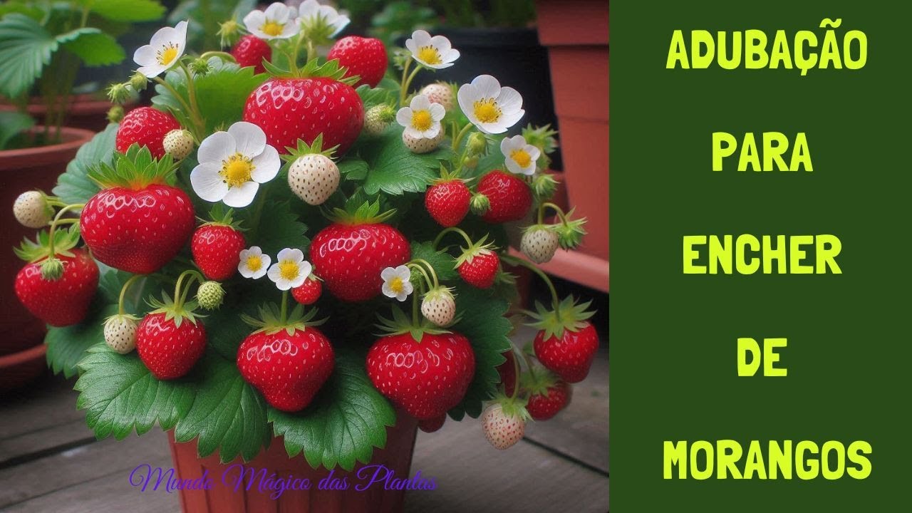 Adubação para fazer o morango encher de frutos.
