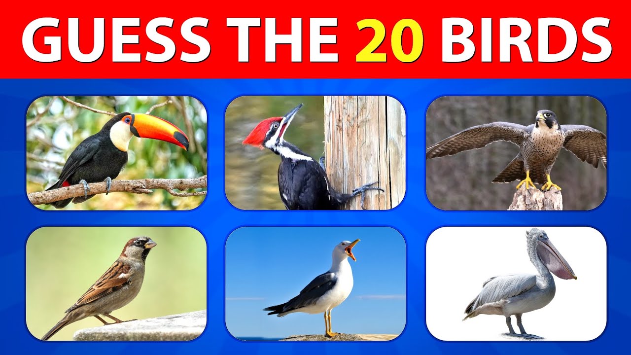 &ldquo;Guess the Bird 🐦 Only 1% Can Name All 20!&rdquo; | BRAIN QUIZ HUB 