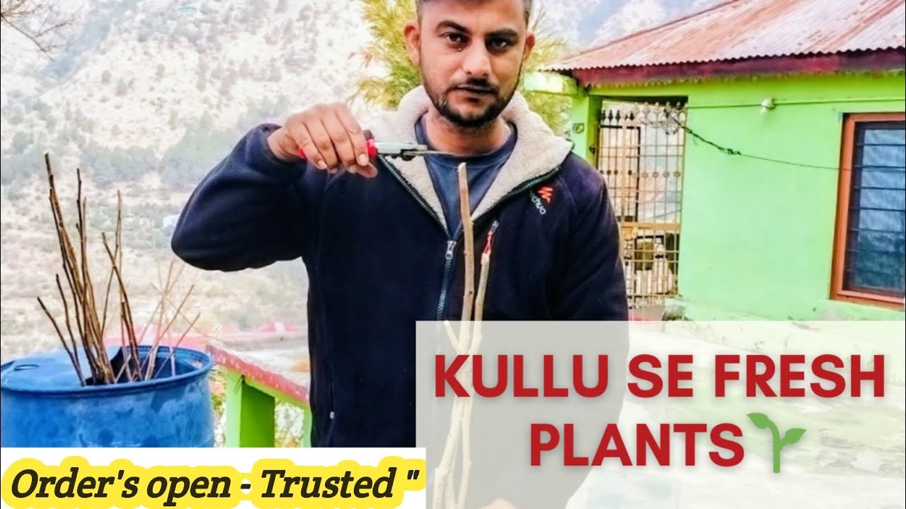 Kullu Se Fresh Plants La Raha Hoon 🌱 | Persimmon, Kiwi & Blueberry Orders Open | Trusted Vlog 
