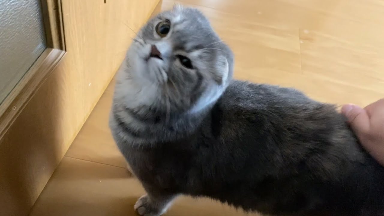 ぼくは留守番ができない kitten doesn't' like at home alone