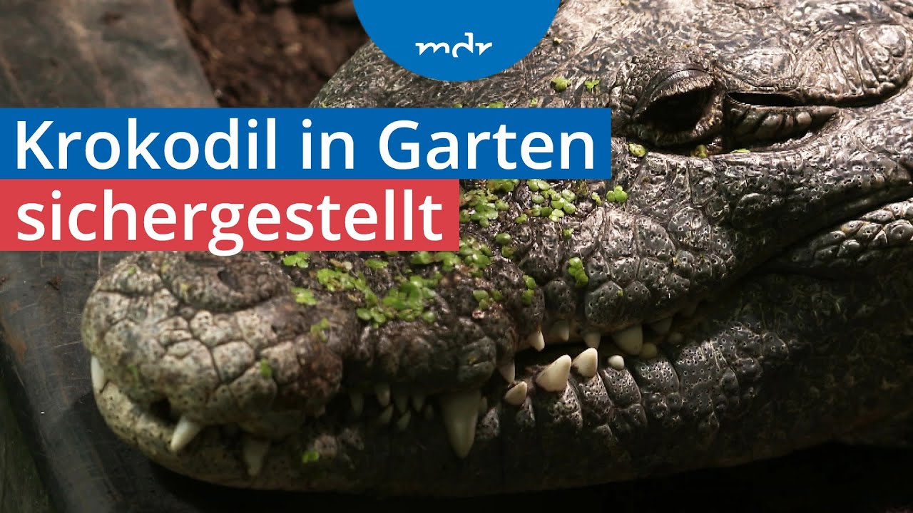 Krokodil aus Schrebergarten beschlagnahmt | MDR TH&Uuml;RINGEN JOURNAL | MDR