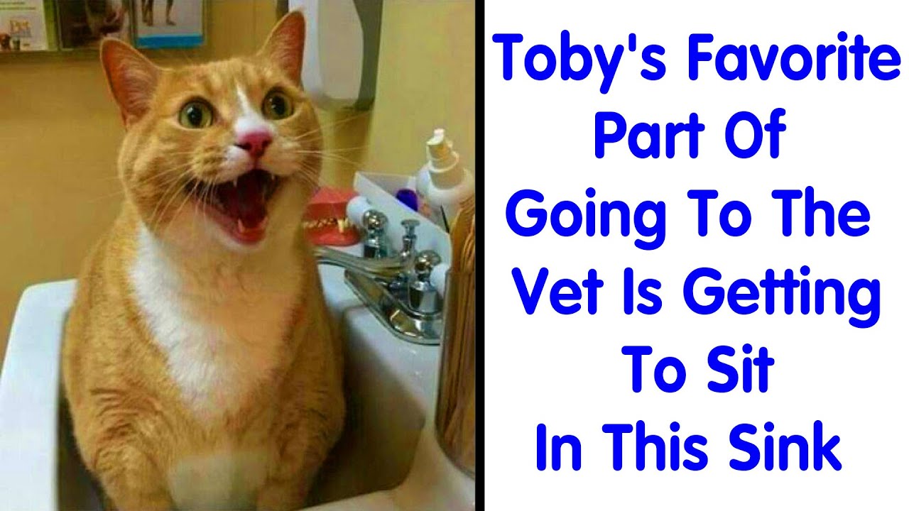 Cats Who Are Just Too Derpy For Their Own Good - Funny Cat