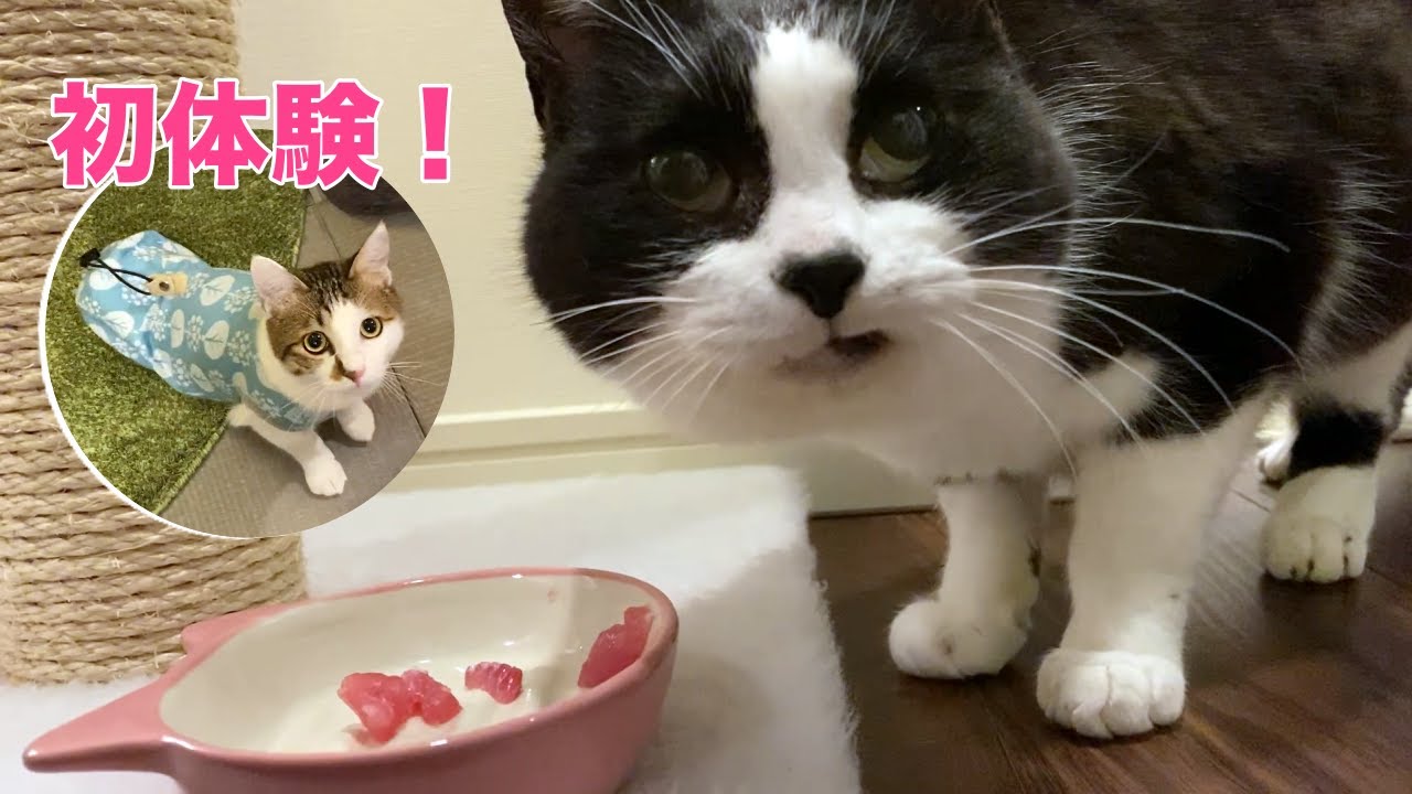 猫に生カツオ刺身をプレゼント、初めて食べるエースの反応が可愛い【二本足のエースくんトライアル日記⑨】