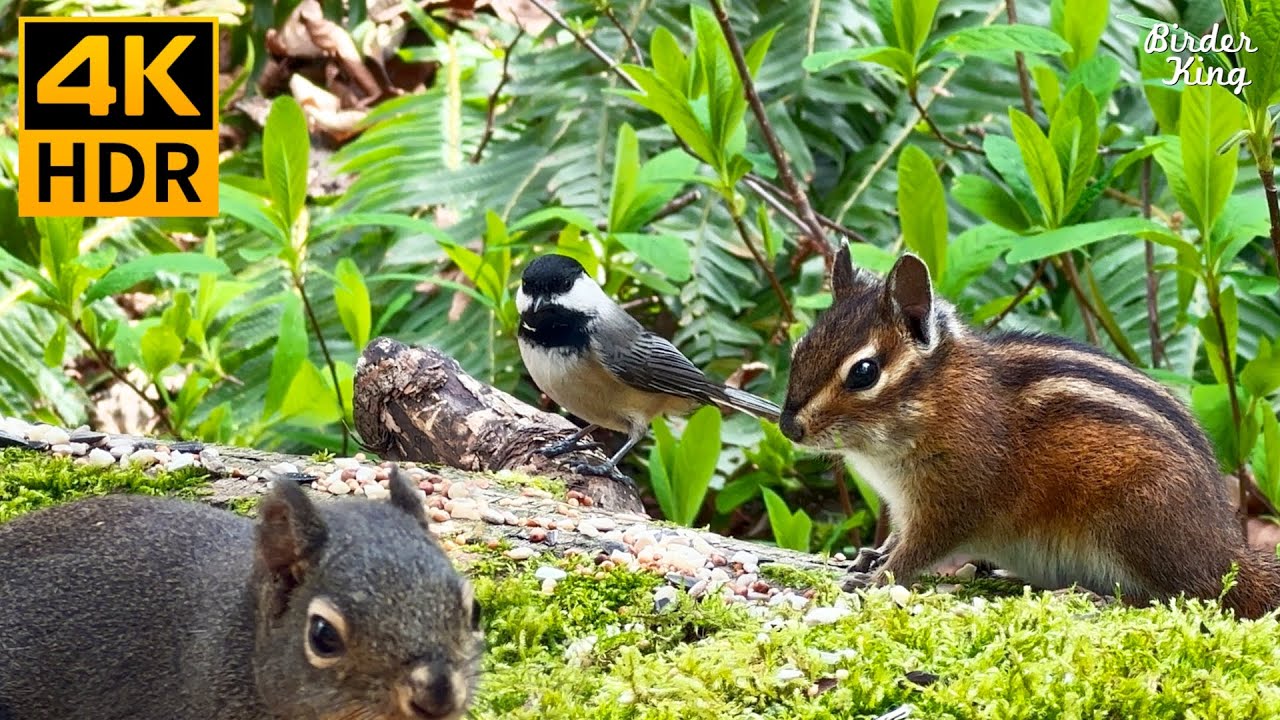 КОШКА ТВ 😺 Милые птицы, бурундуки и белки в лесу 🐦🐿️ 8 часов (4K HDR)