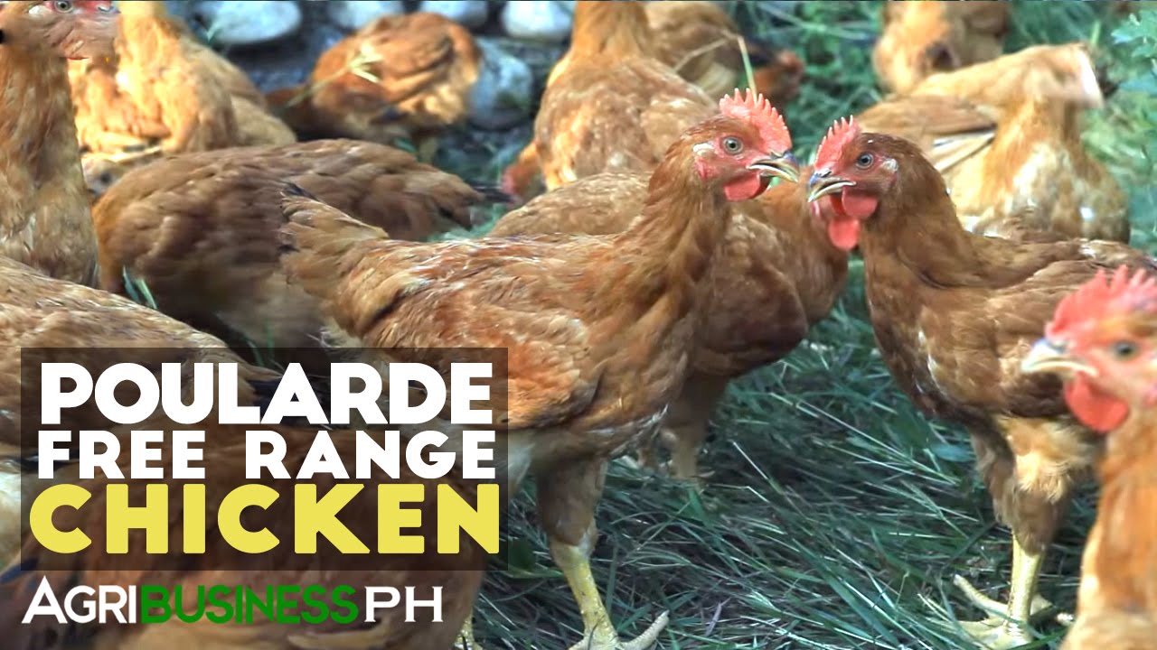 Free Range Chicken Farming: New Opportunity in Growing Oversized Chicken or Poularde Technology