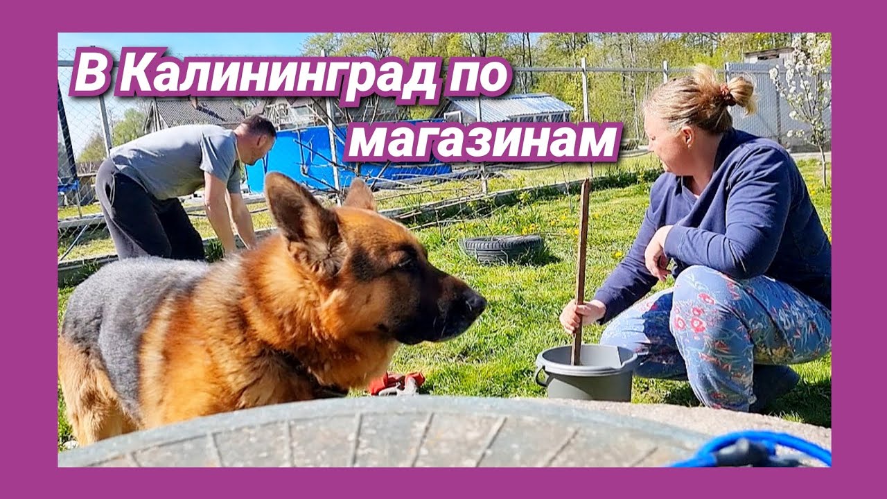 Наглые куры/Огородные дела/Спасаю дерево/Делаем грядки/Сажаю свеклу/Новая жизнь Щепоткиных