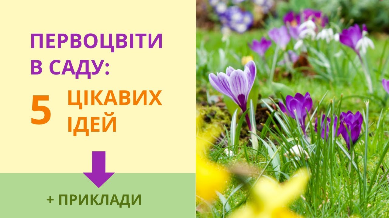 Интересные ИДЕИ ДЛЯ ПЕРВОЦВЕТОВ в саду