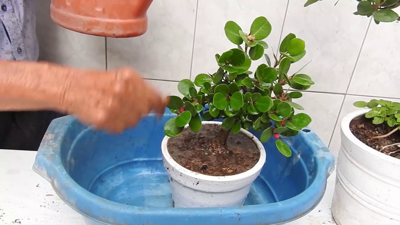 Trasplante de un acodo aereo