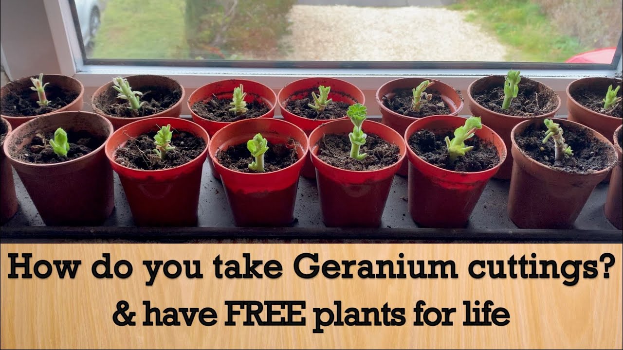 How do you take Geranium cuttings and have free plants for life