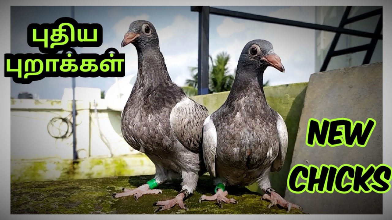 WE HAVE NEW HOMER CHICKS | LOFT UPDATE