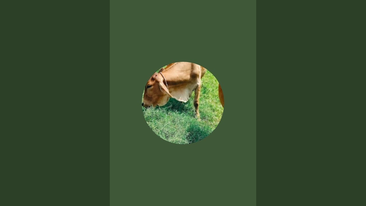 Sonu Birat is live