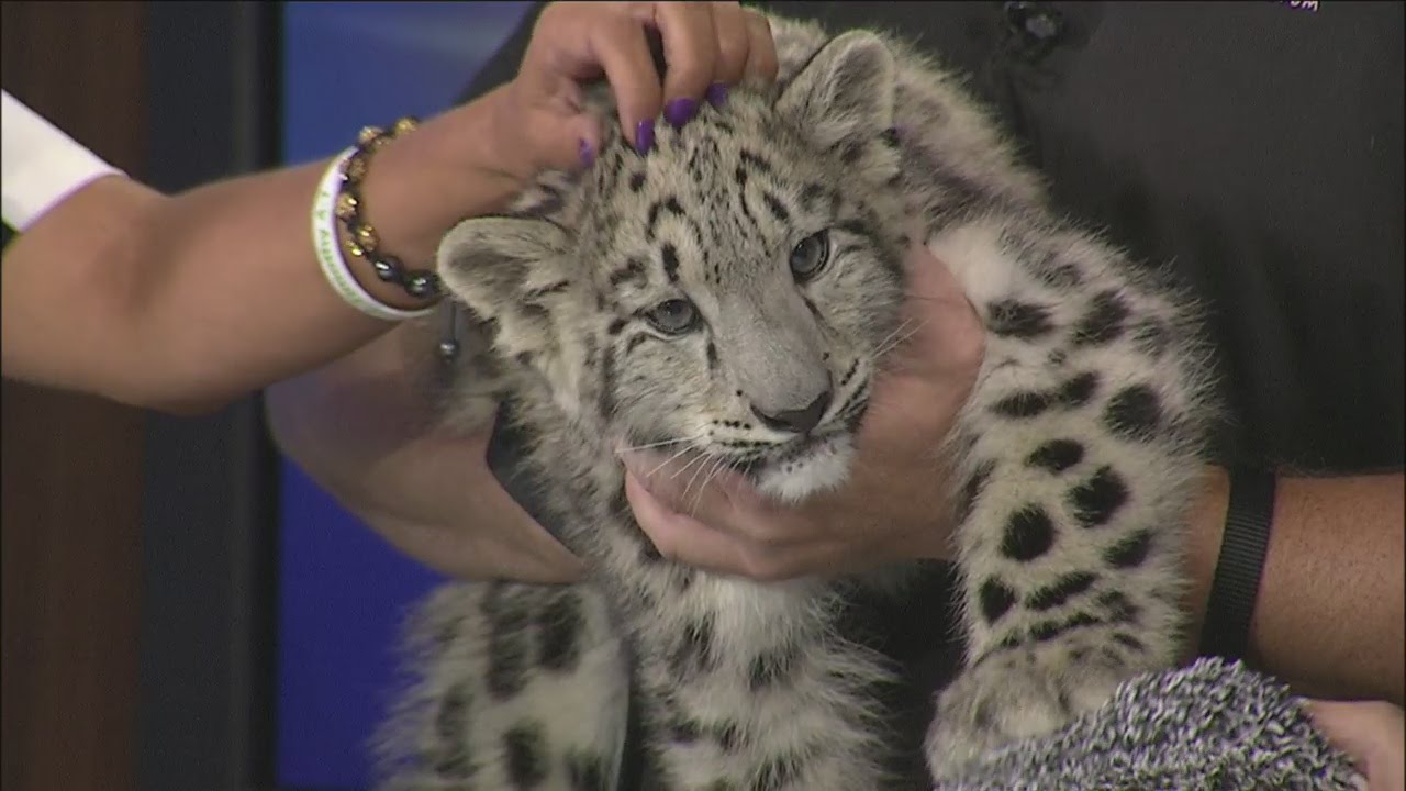 Olaf the snow leopard