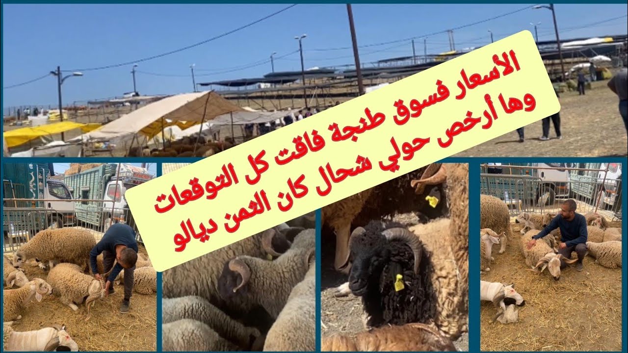 افتتاح سوق طنجة الكبير وها شحال جبارنا أثمنة الحوالا ، أرخص حولي كان بين 1600 درهم و 2200 درهم