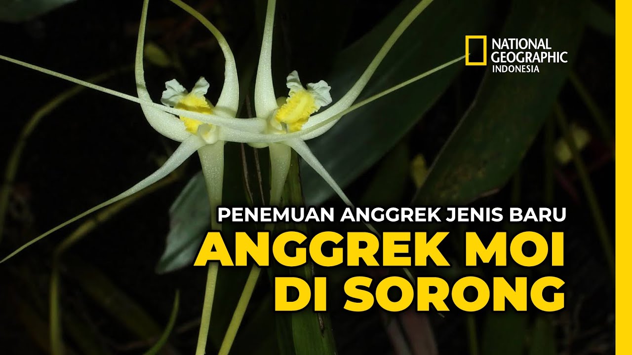 Cantik dan anggun, Anggrek ini masuk daftar merah!!