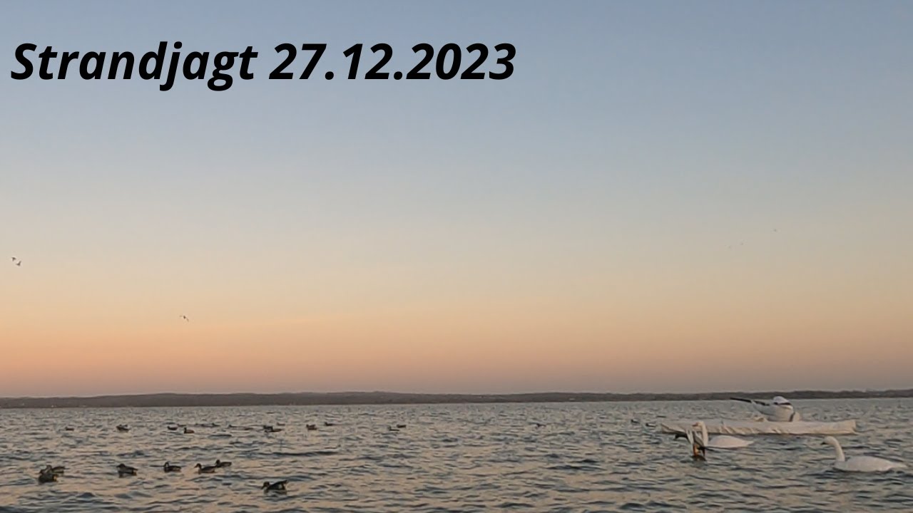 Strandjagt 27/12/2023 - Duckhunting Denmark
