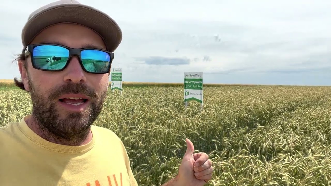 How to pick a hybrid fall rye variety for grain or forage