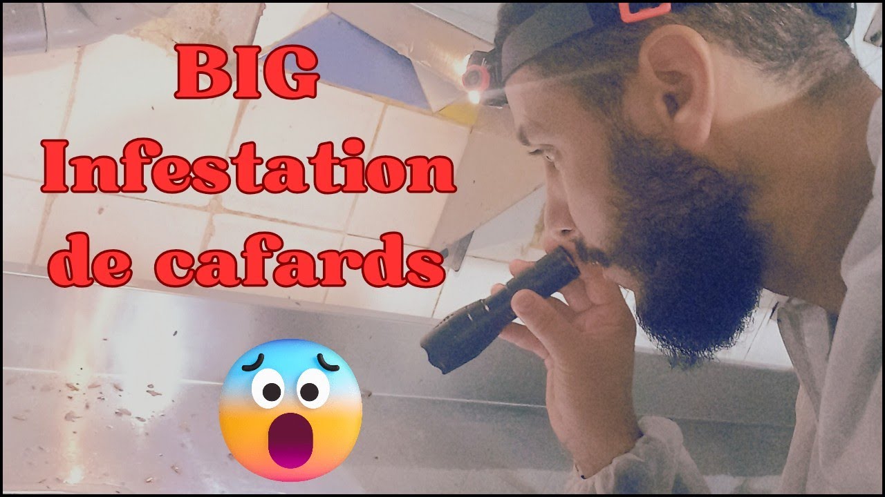 Grosse infestation de cafards Casablanca