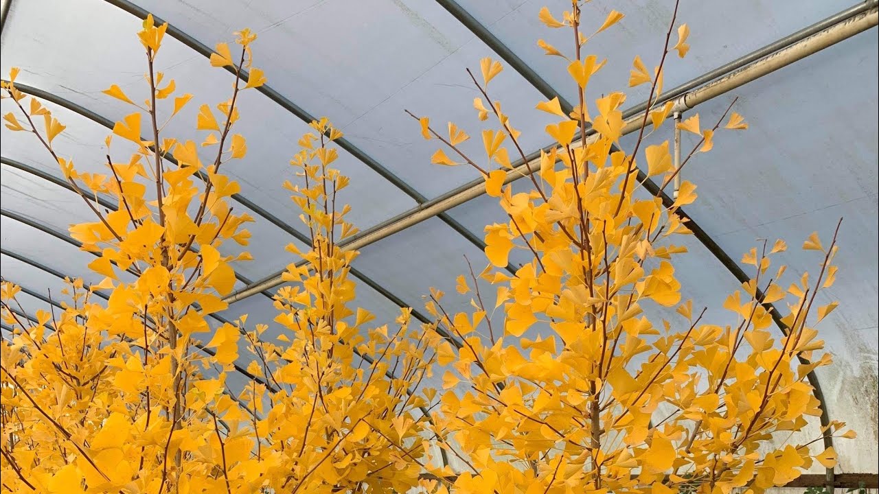 GINKGO BILOBA GRINDSTONE NARROW GINKGO TREE