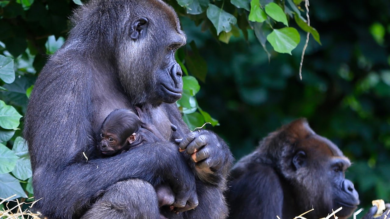 Our Baby Gorilla is 4 days old!