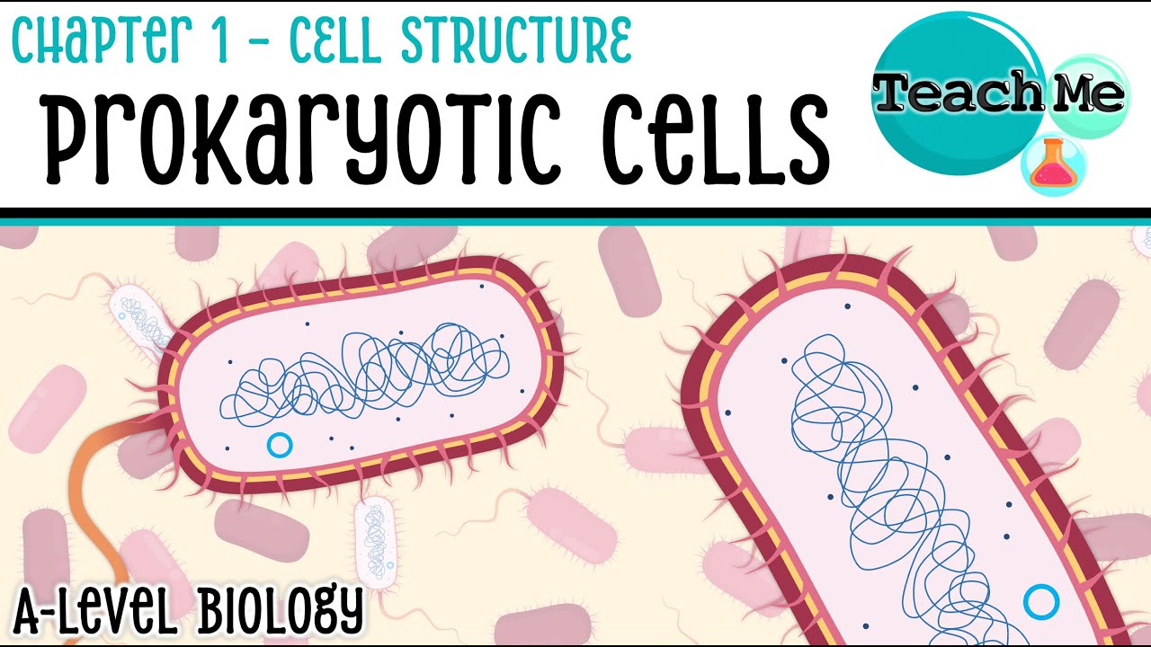 Chapter 1 | Prokaryotic Cells | Cambridge AS & A Level Biology (9700)