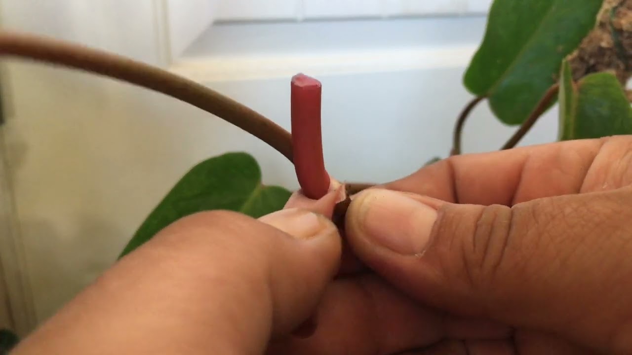 Painted Lady Philodendron Propagation