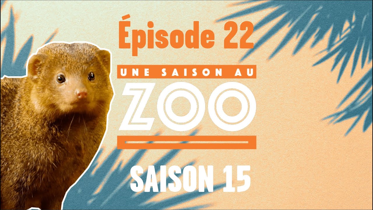 Une forêt de bambou chez les mangoustes naines (S15E22) [INTEGRAL]