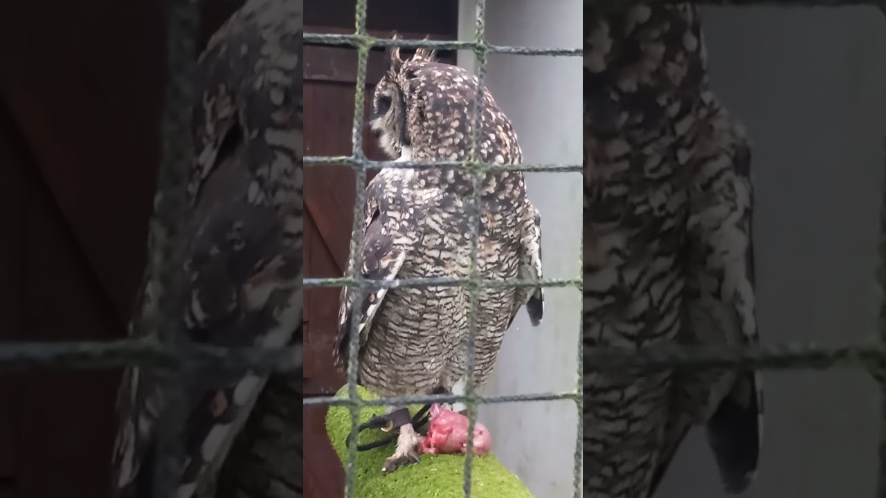 AFRICAN SPOTTED EAGLE OWL
