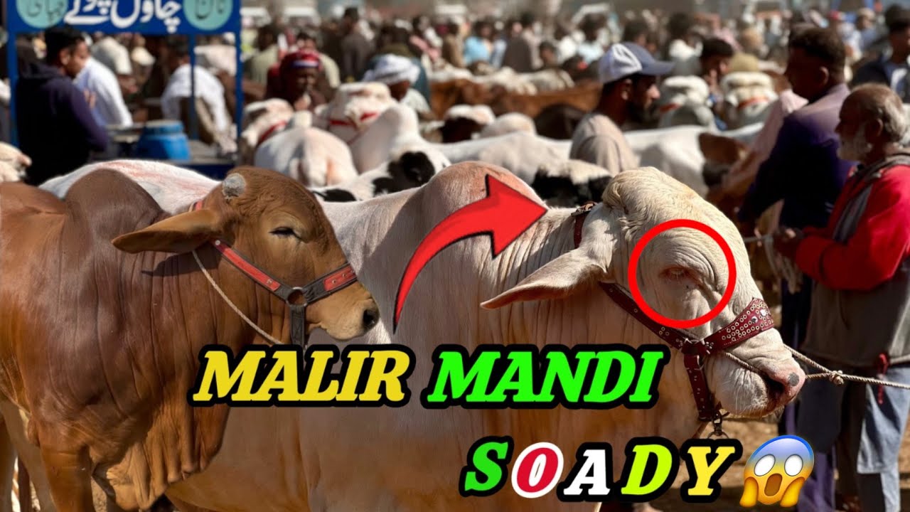 Malir Mandi PHAT Gayi! 😱20 January2026 Latesr Rates |Quarbani 2026 Ka Khazana Khul Gayá💸🔥