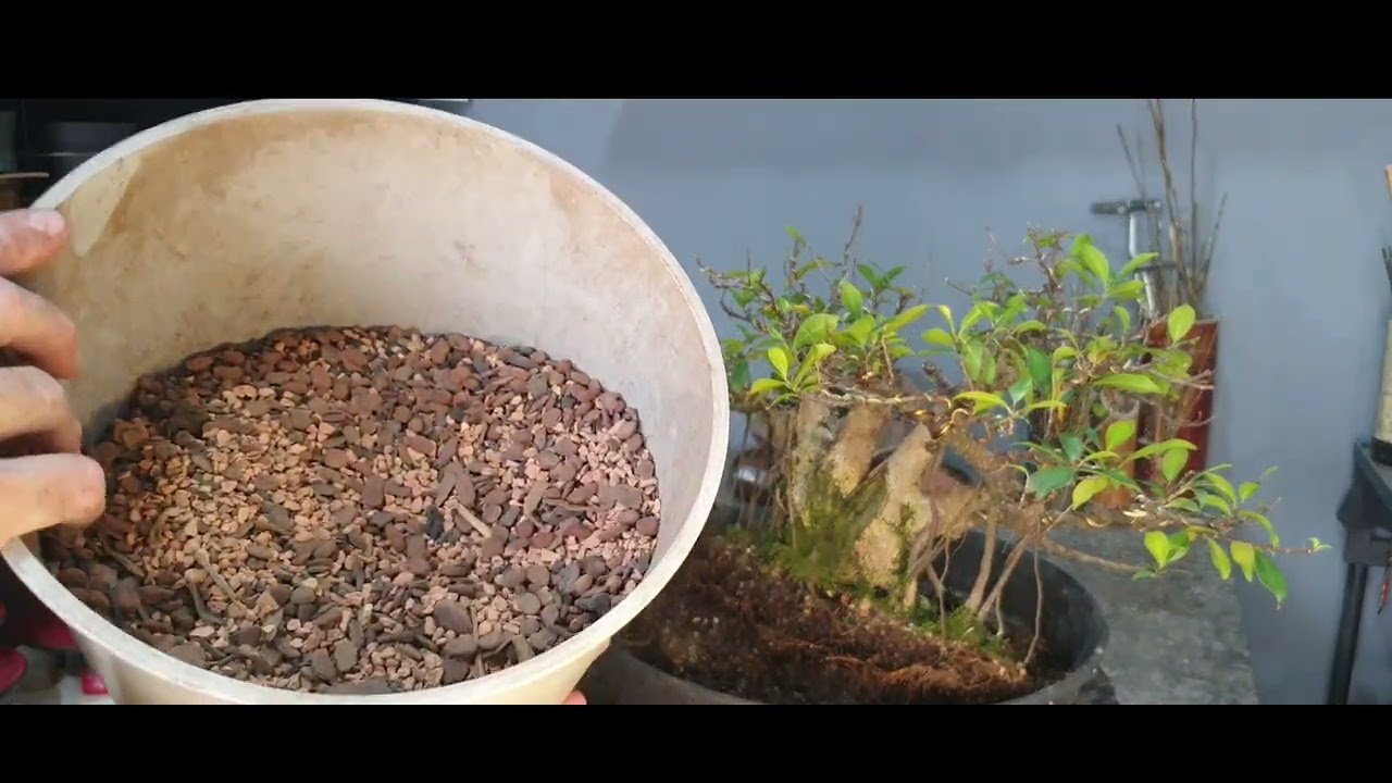 RECUPERANDO UM BONSAI DE FIGUEIRA | Como Fazer Bonsai