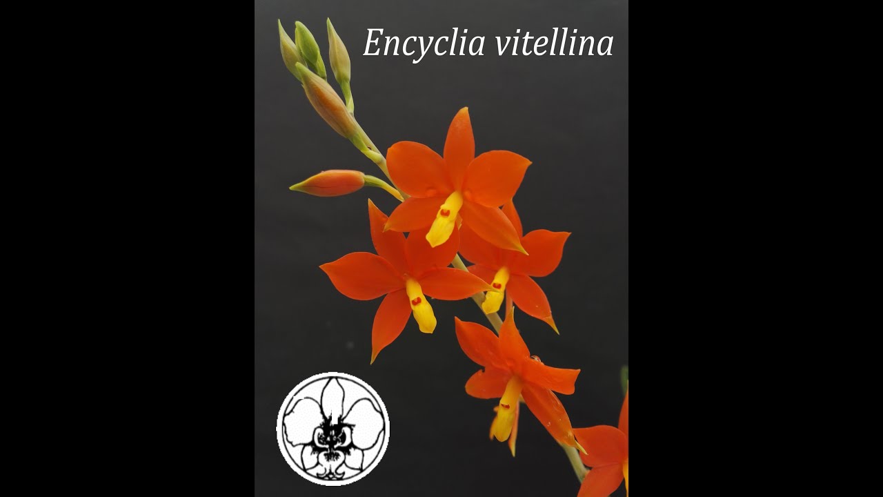 fioriture di febbraio all'Orchideria di Morosolo