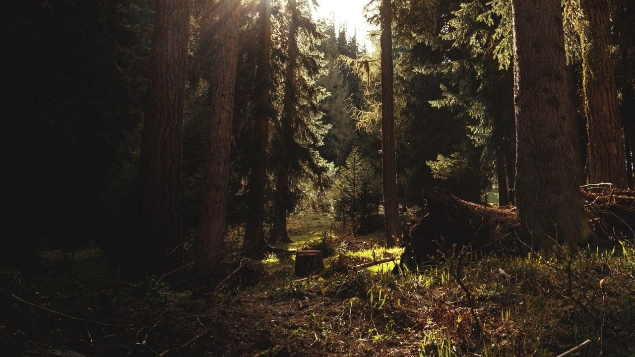 🍃 Healing rhythms | Energy music Positive for your soul 🙏