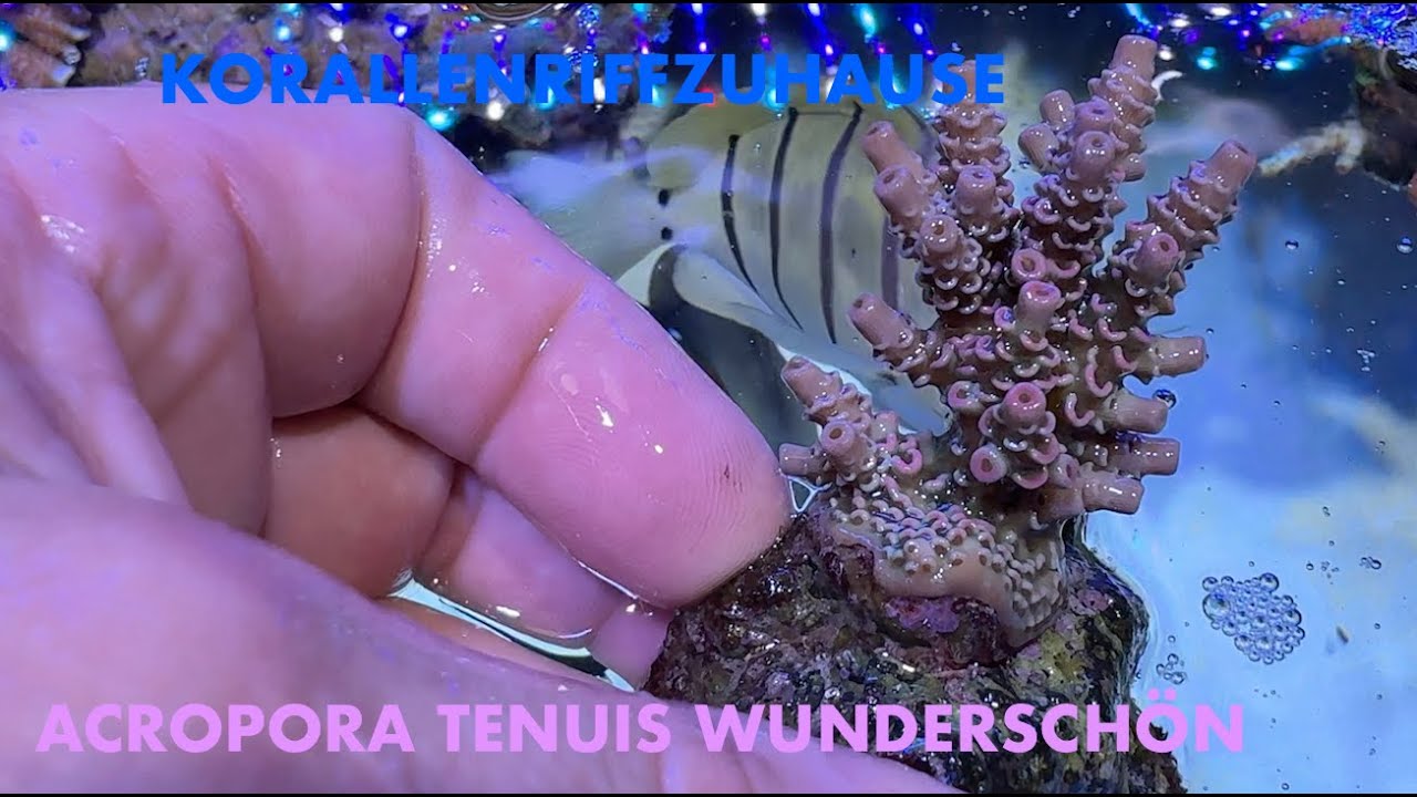 Plaudern beim Wasserwechsel - Ati Straton X - Meerwasseraquarium