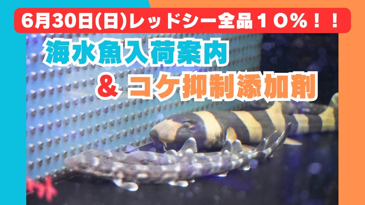 【海水魚の最前線！驚愕の入荷情報&プロが明かす海水魚飼育の極意】6月30日（日）はレッドシー加藤さん来店記念でレッドシー商品全品１０％OFF！！&海水魚コーナー入荷情報&コケを抑制する添加剤のご紹介