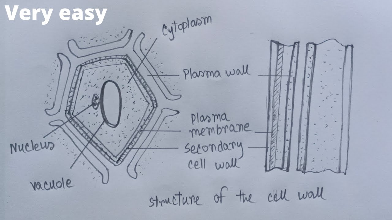 How to draw cell wall step by step |Very easy || #howtodrawcellwall