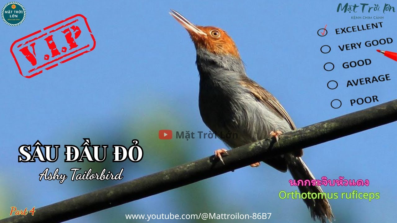 ✅Tiếng chim Sâu đầu đỏ mồi chuẩn không tạp âm mp3 | Ashy Tailorbird sound call (P5) - Video 4K