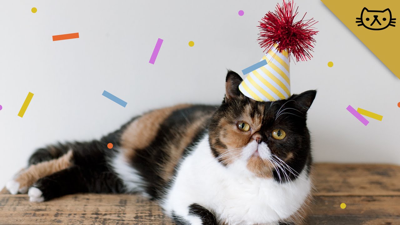 Best of Pudge the Cat - 2014