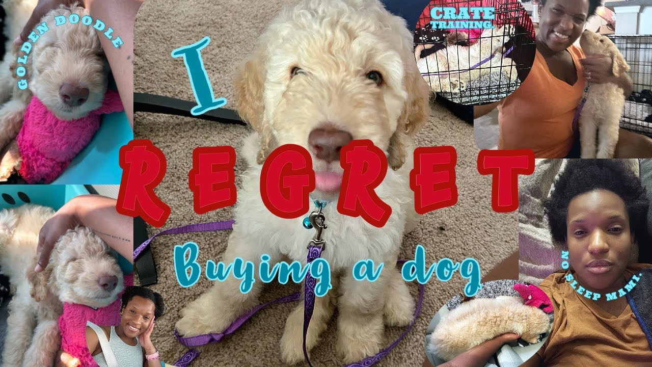 🌈I REGRET getting a DOG 🐩| First (& LAST) 24 hours w/ a GOLDENDOODLE PUP! | Crate & Potty training