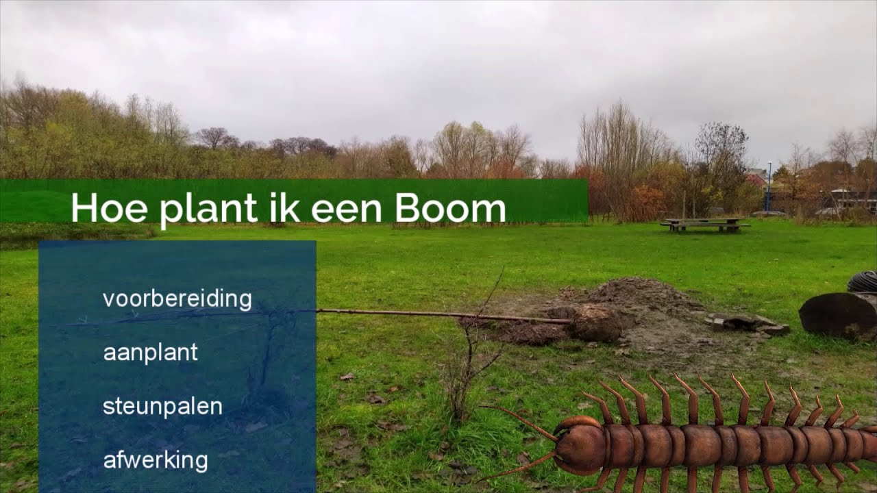 Hoe plant ik een boom