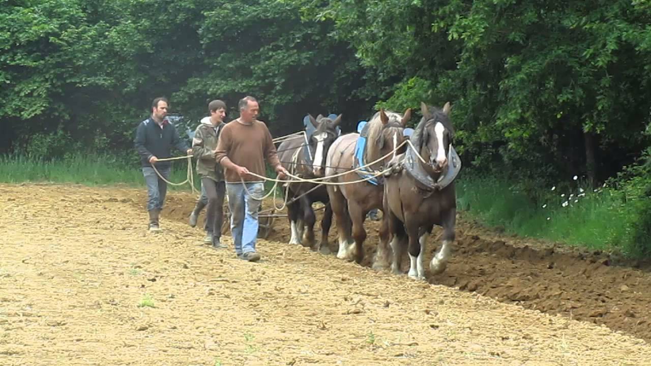 travail des chevaux de trait breton au labour