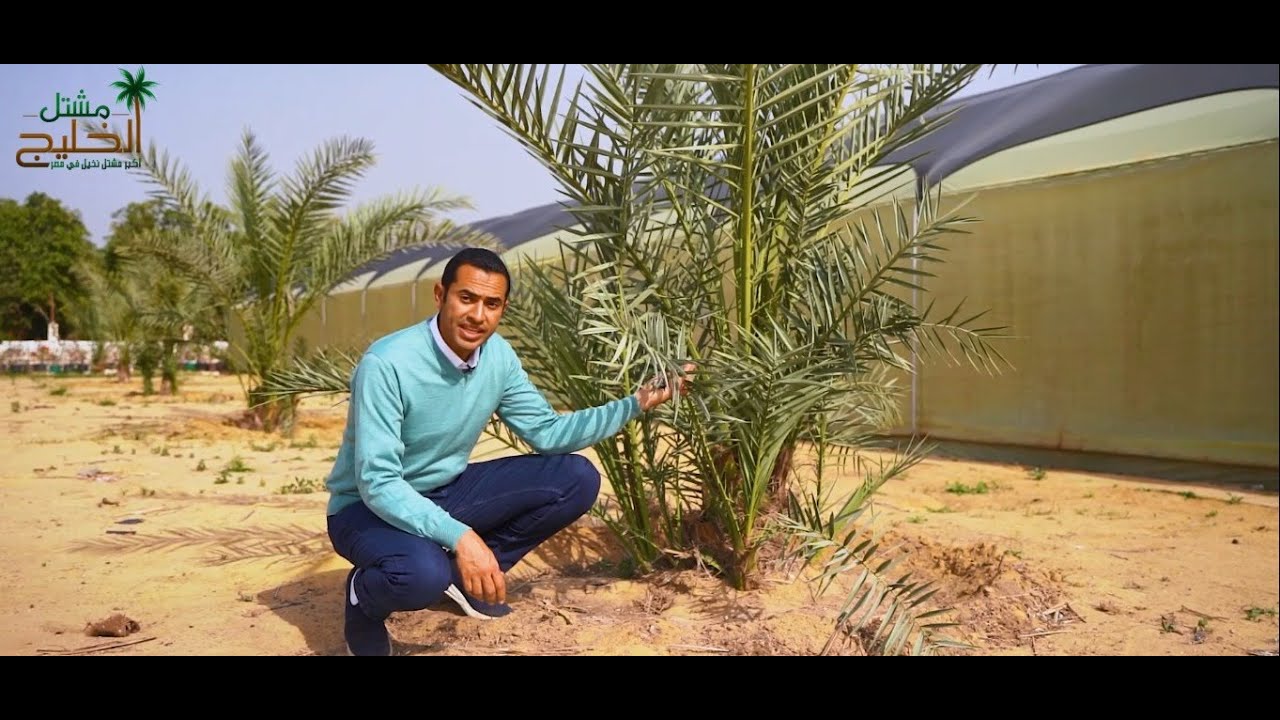 الفرق بين الأنسجة والفسايل والأفضل بينهم - مشتل الخليج