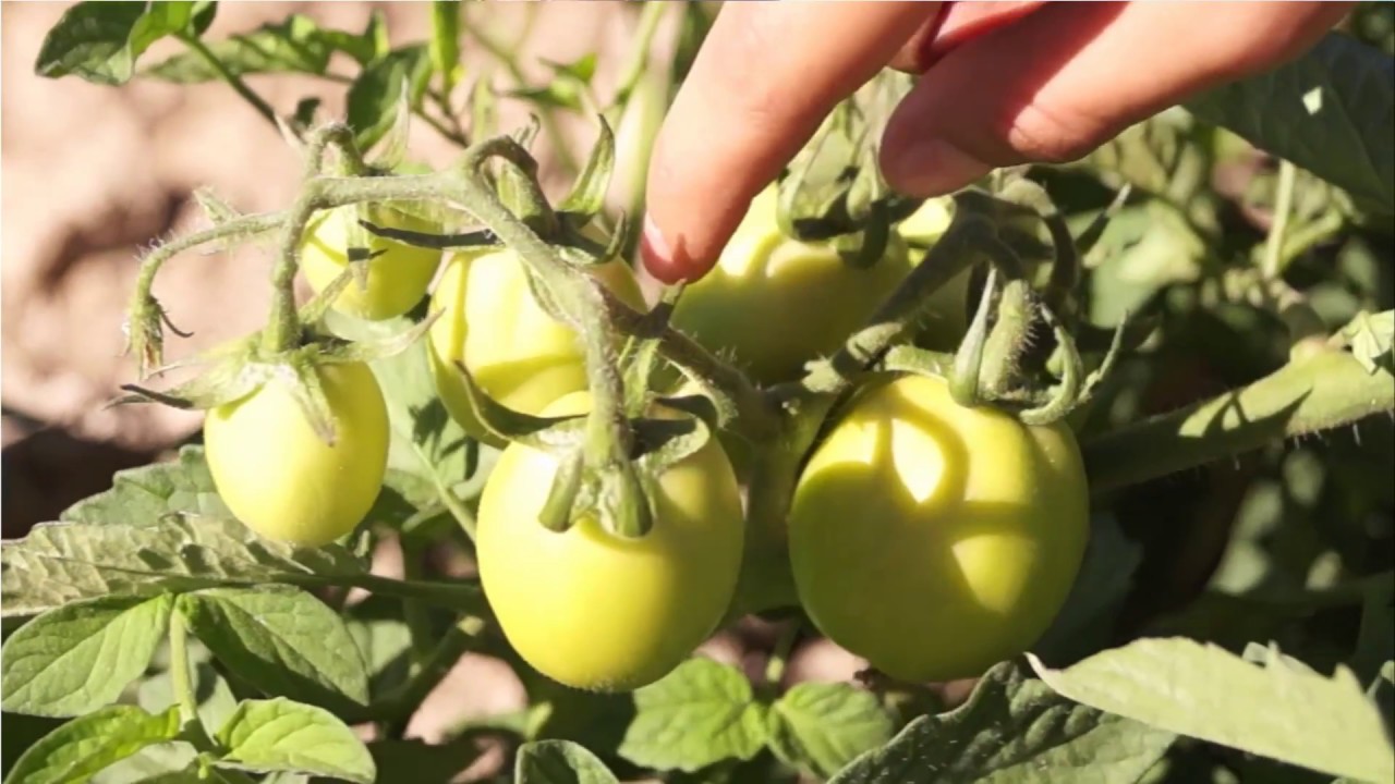 Consideraciones sobre el fertirriego de un cultivo de tomate para consumo industrial