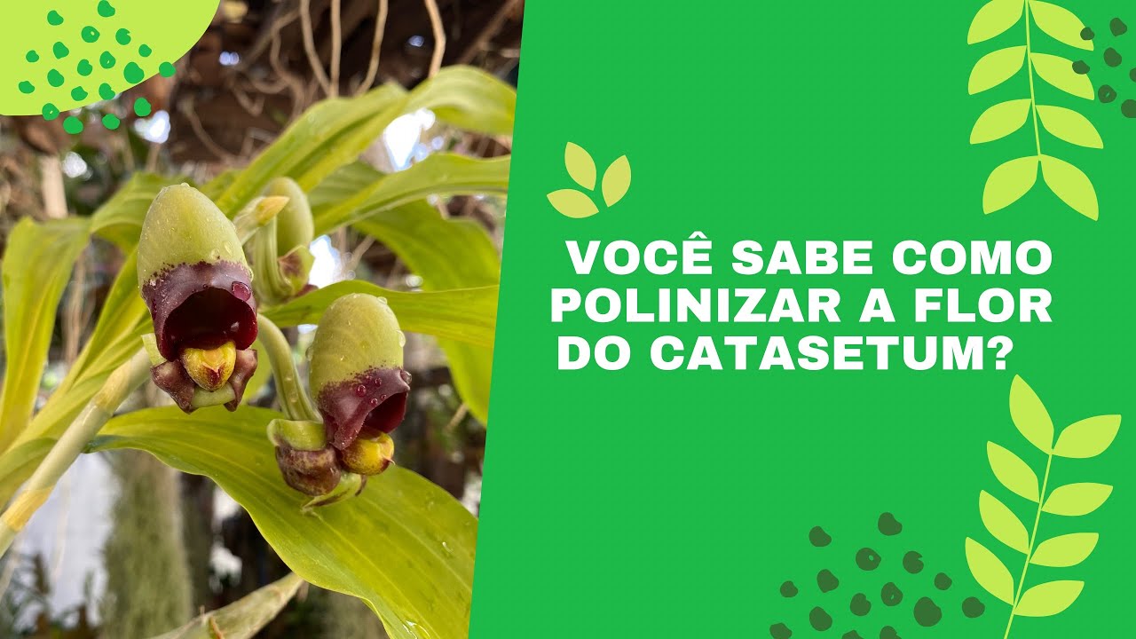 COMO POLINIZAR A FLOR DO CATASETUM? Pablo Orquideas