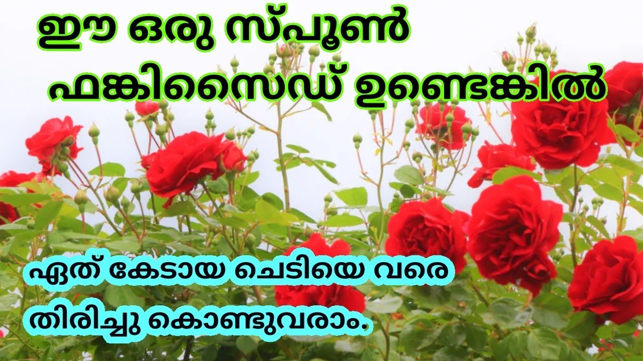 Best fungicide for plants 🌹🌿|How to care Rose plant in Rainy season|Salu Koshy|