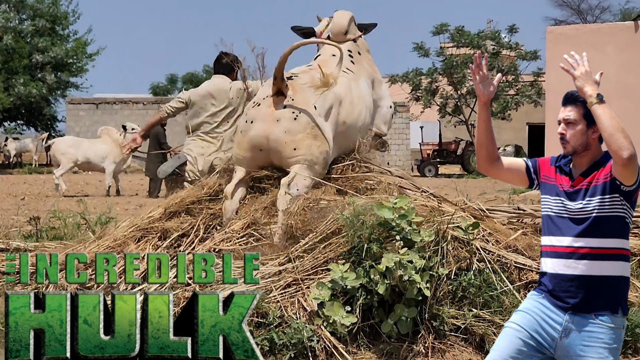 Dera Lala Khardi - Dhok keer - Fateh Jang Bulls - Cow Mandi 2024 -Bakra Mandi 2024 - Big Beauties