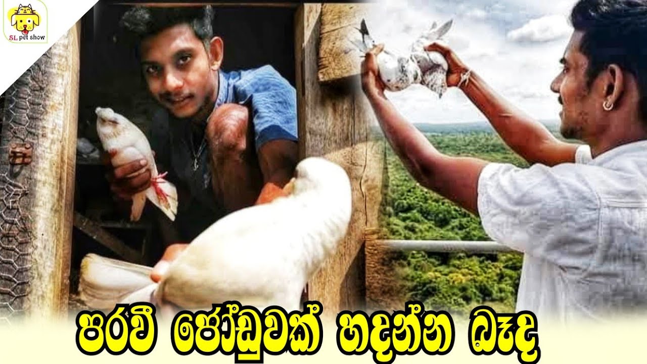 Welcome my new pigeon | පරවී ජොඩුවක් හදන්න බැද | aluth paravi | Sl pet show