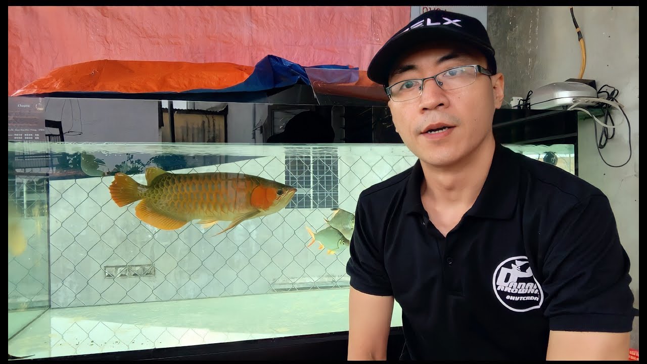 CHIA SẼ CÁCH CHƠI CÁ RỒNG | HỒ LỌC TRÀN TRÊN | ĐƠN GIẢN | HIỆU QUẢ..