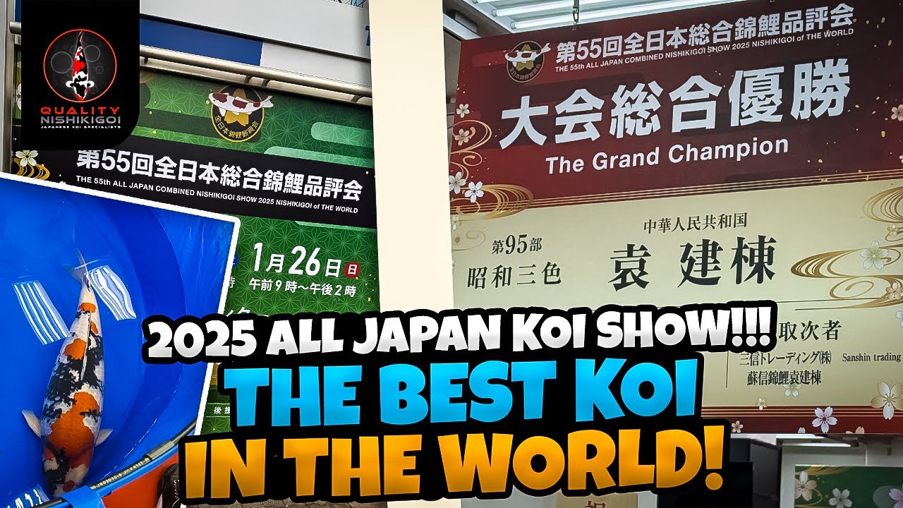 ALL JAPAN KOI SHOW 2025! DAINICHI SHOWA CROWNED!