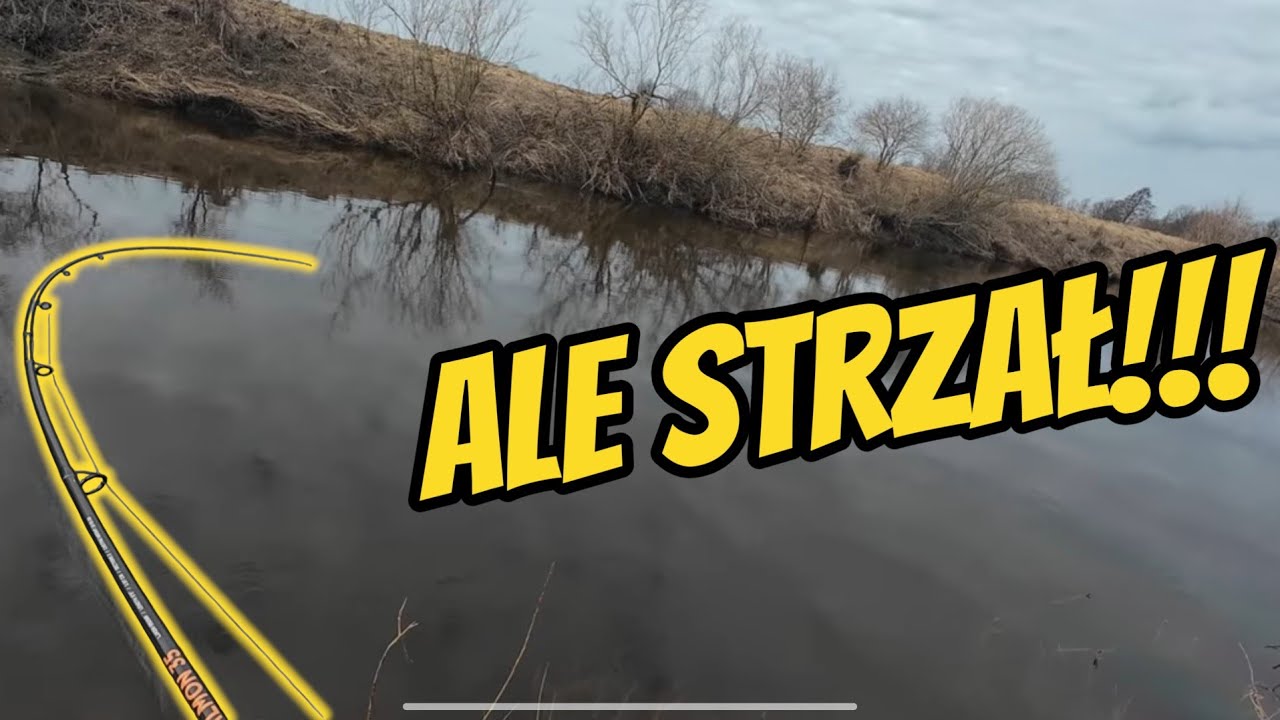 Chciała mi wyrwać wędkę!!! Troć wędrowna!